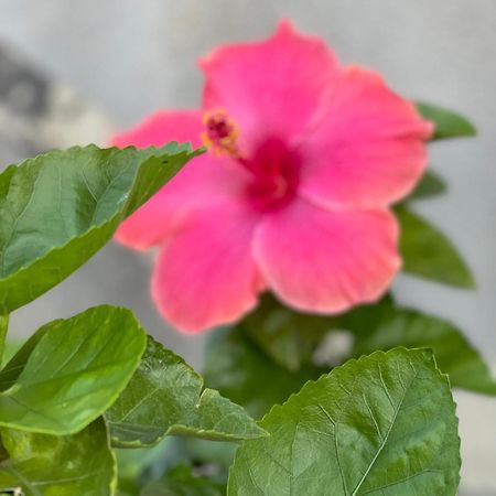 Oasi Del Lago Regalbuto Ngoại thất bức ảnh
